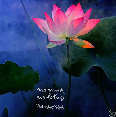 No Mud No Lotus Quote - ShortQuotes.cc