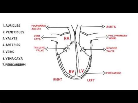 Class 7 Simple Diagram Of Human Heart With Labels - Human Anatomy