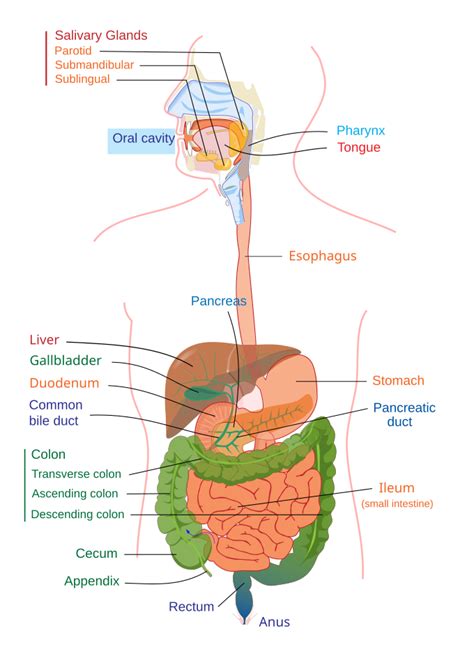 Upper Gastrointestinal Tract Diagram