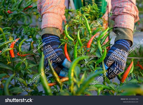 22,617 Growing chilli Images, Stock Photos & Vectors | Shutterstock