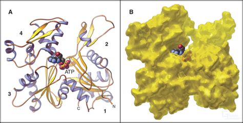 Actin and Actin-Binding Proteins | Clinical Gate