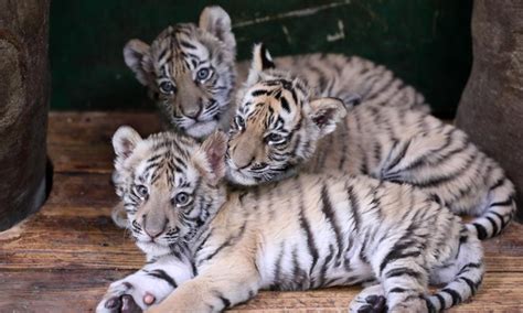 Newly-born Bengal tiger quintuplets to make debut in Guangzhou - Global Times