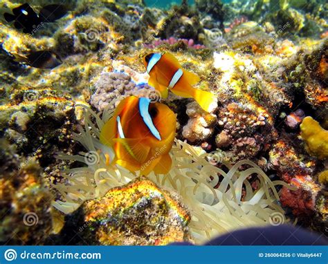 Red Sea Clown Fish Nemo. (Amphiprioninae). Stock Photo - Image of huge ...