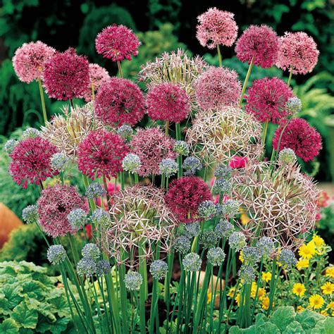 Mixed varieties of alliums. http://www.vanmeuwen.com/flowers/flower-bulbs/alliums/allium-cottage ...