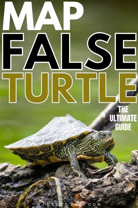 False map turtle the ultimate guide family scientific name adult size ...