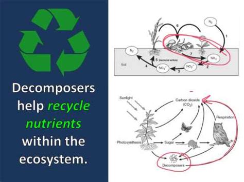 Difference Between Detritivores and Decomposers | Samsung Galaxy Blog