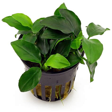 Potted Anubias Bundle – 3 Species – Barteri, Coffeefolia, Nana – Easy Aquarium Plants | Aquarium ...