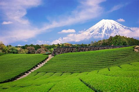 10 Mind-Blowing Facts About Mount Fuji - A-Z Animals