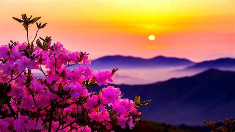 HD wallpaper: morning, flower, pink, sunset, mountains, flowers | Wallpaper Flare