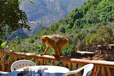 The Ozoud Waterfalls of Morocco: Rainbows and Monkeys