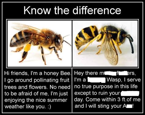 Bug Eric: Bee vs. Wasp Memes Perpetuate Ignorance