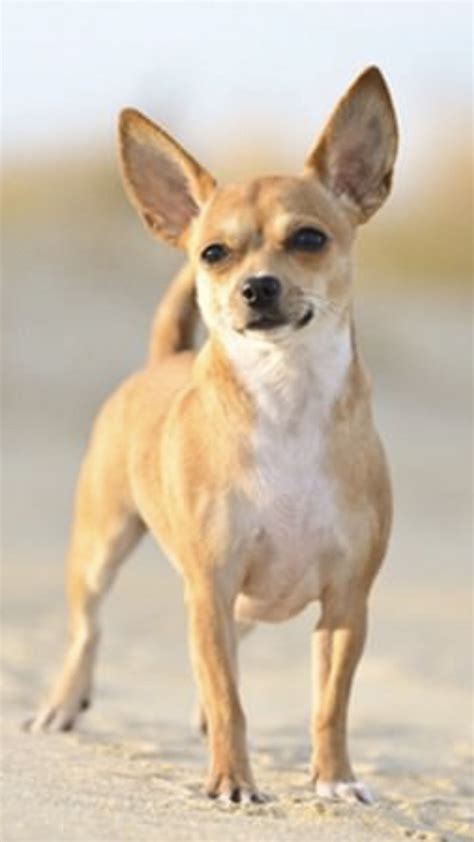 Chihuahua 🐶 | Dog breeds pictures, Dog breeds, Cutest small dog breeds