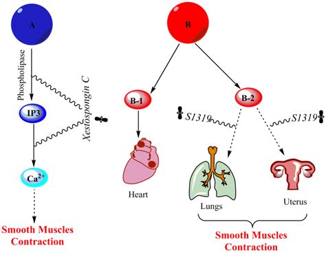 The mechanism of adrenergic receptors. A represent α-receptors and... | Download Scientific Diagram