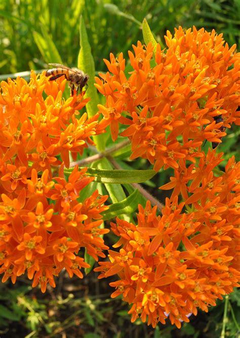 Butterfly Weed | Native American Seed