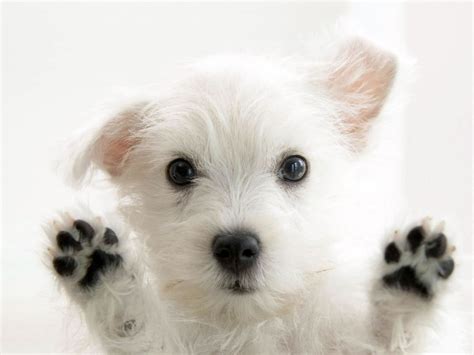 So Cute White Dog Photo Wallpaper | Dogs Wallpapers Backgrounds