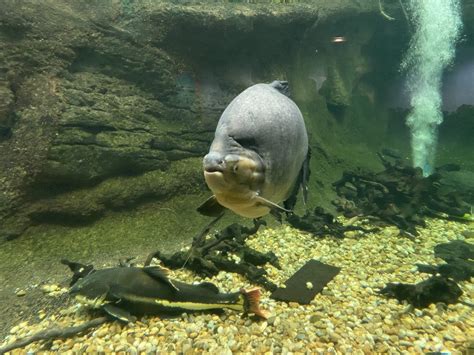 7 Fakta Ikan Pacu, Dijuluki Piranha Vegetarian!