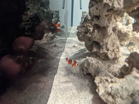 Clownfish Tail Fin Damage - Disease or Aggression? Next Steps...? | Reef2Reef