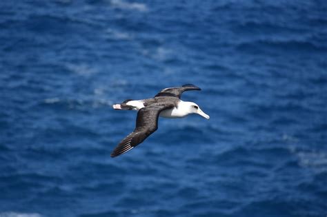 Albatross Meaning & Symbolism & the Albatross Spirit Animal