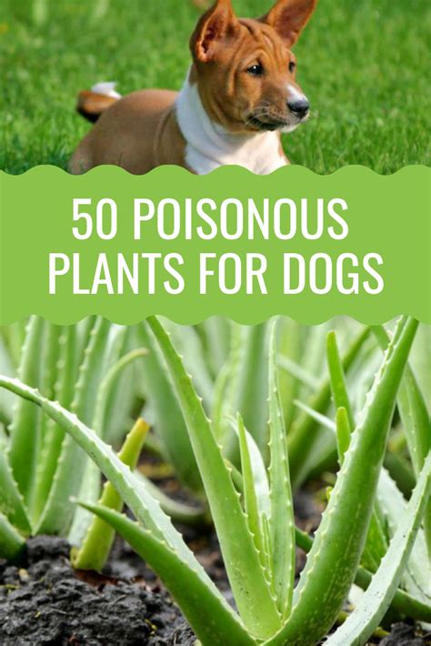 50 Poisonous Plants For Dogs - Barking Royalty | Plants poisonous to ...