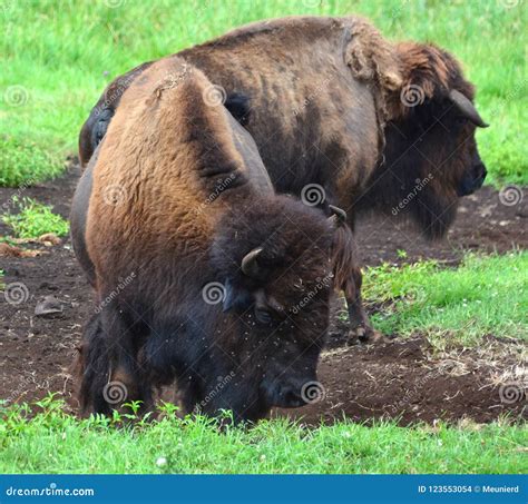 Bison are Large, Even-toed Ungulates Stock Photo - Image of grazers ...