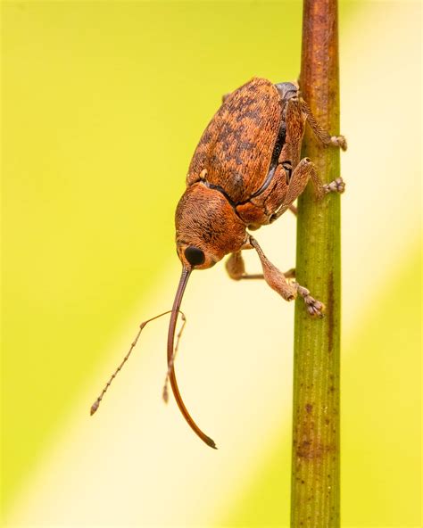 Acorn weevil [OC] : r/whatsthisbug