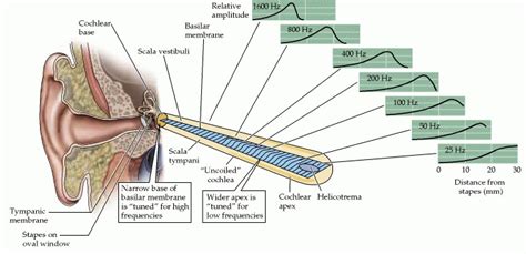 neuroscience - Deflection of the basilar membrane - Psychology & Neuroscience Stack Exchange