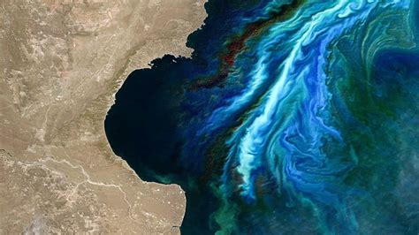 Study reveals global algae blooms are growing, and warming waters may ...