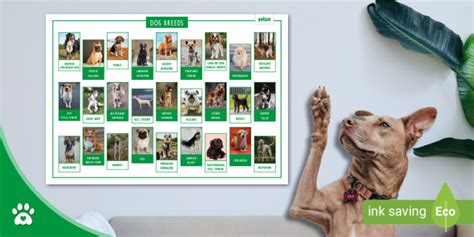 Dog Breeds Display Poster Dogs Dog Poster Pets | lupon.gov.ph