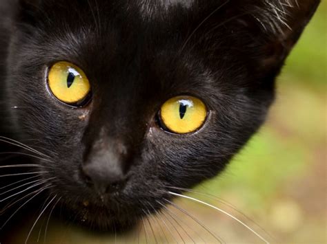 10 Curiosidades Y Datos Interesantes Sobre Los Gatos Negros | Porn Sex Picture