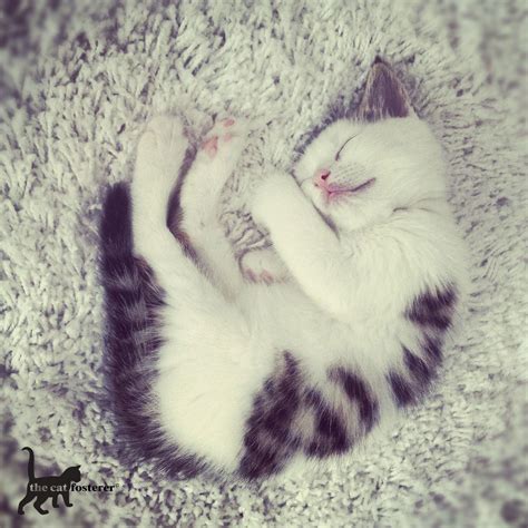 Fluffy napping | Kittens, Nap, Animals