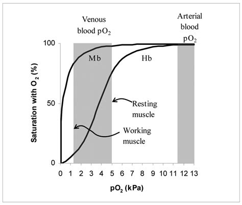 The oxygen-binding curves of myoglobin and haemoglobin | Download Scientific Diagram