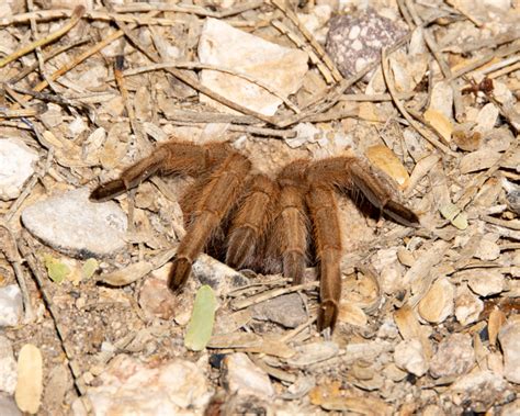 Another Night at Sabino Canyon – With Some Venomous Creatures ...