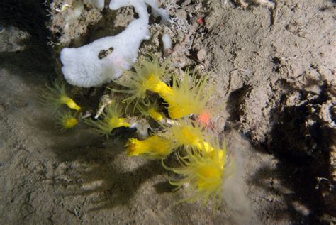 The Secret World of Deep Sea Corals - Schmidt Ocean Institute