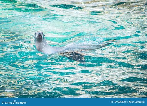 California Sea Lion Swimming in Blue Water Stock Photo - Image of blue, marine: 179626430