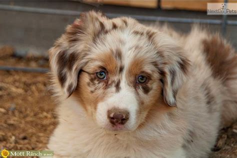 red merle australian shepherd Red Merle Australian Shepherd, Mini Australian Shepherds ...