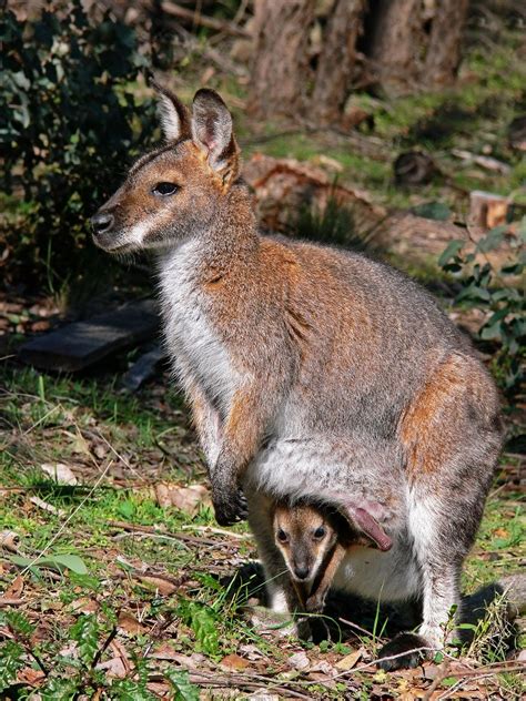 19 facts about Red-necked wallaby | FactInformer