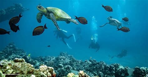 Maui Scuba Diving - Lessons, Guided Tours, Scooters, Private Shipwreck