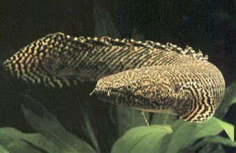 Dragon Fish Facts | Dragon Fish Diet & Habitat