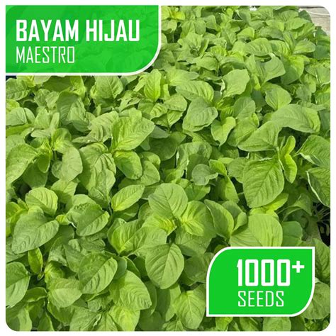 1000 Biji - Benih Bayam Hijau MAESTRO - Bibit Bayam Hijau Darat / Hidroponik Murah Meriah ...