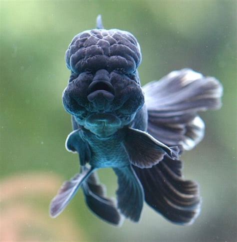 Black Lionhead Goldfish - hzwsdxgfs2