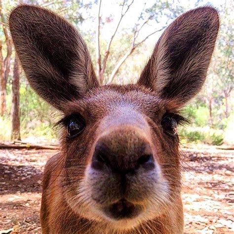 Say hello to Carol the kangaroo from Tamworth Marsupial Park in NSW, Australia. Those eyelashes ...