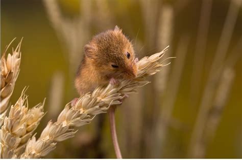 What Do Mice Eat? Learn What Mice Eat In The Wild (And In Your Home)