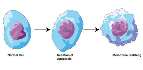 Take This Quiz To Know About More Apoptosis And Necrosis! | Attempts ...