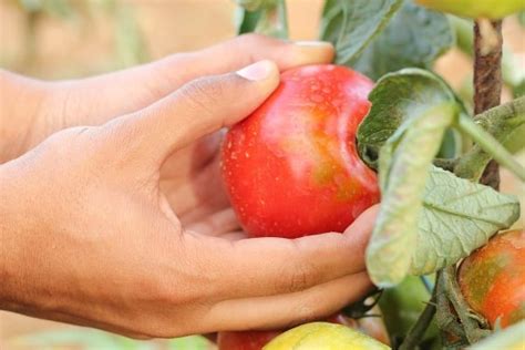 Harvesting Techniques of Fruits and Vegetables | Agri Farming