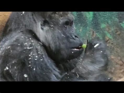 🤎Gorilla Family :Charles's troop 🦍🌻. - YouTube