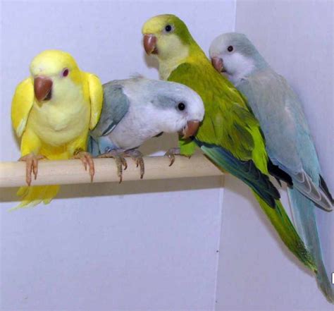 yellow quaker parrot : Biological Science Picture Directory – Pulpbits.net