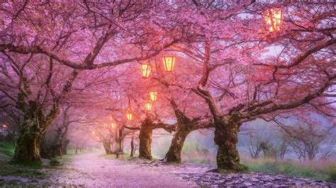 Cute Cherry Blossoms Anime Scenery Wallpapers - Top Free Cute Cherry ...