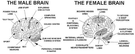 Info-Junction Blog: The Male & Female Brain Difference