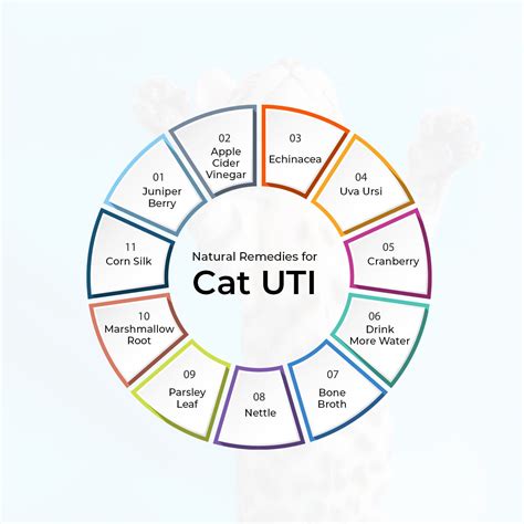 11 Natural Remedies for Cat UTI – The Hidden Cures