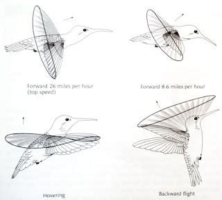 ACravan: Ornicopia 11: Are hummingbirds the only birds that fly backward? | Flight patterns ...